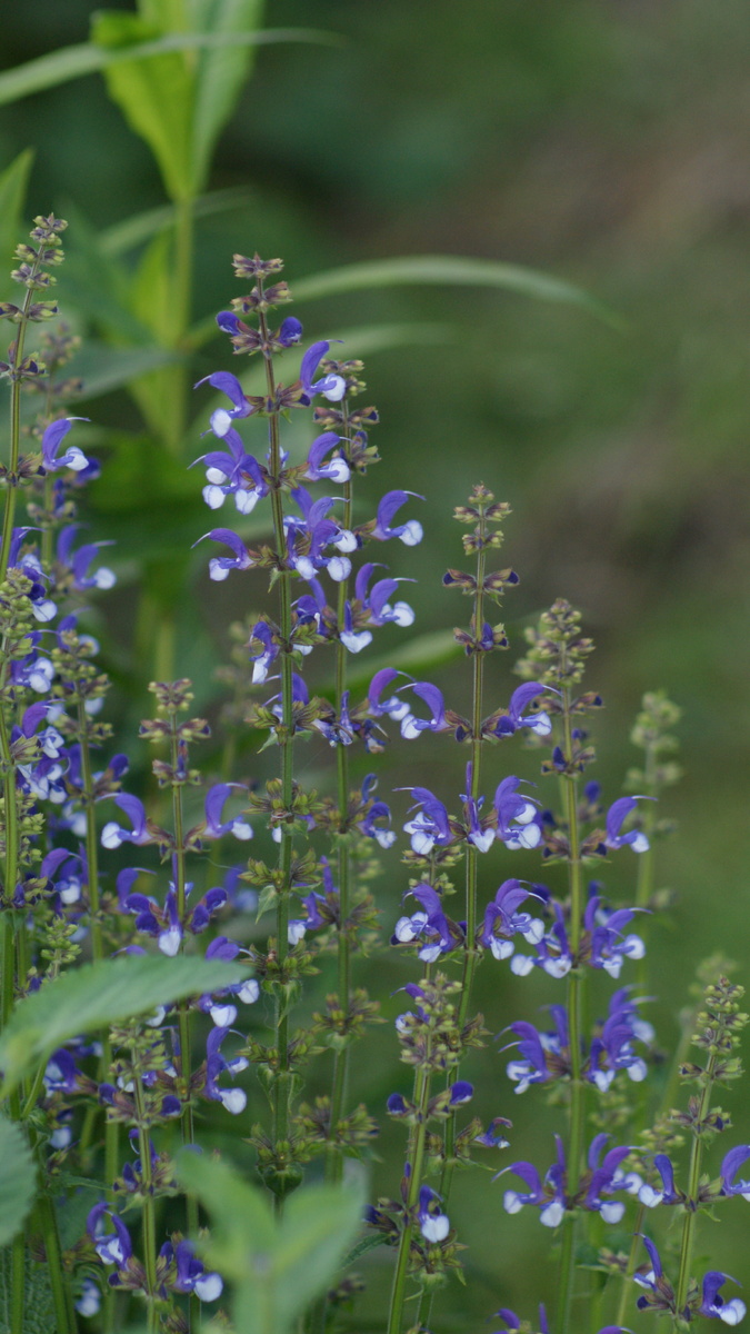 'Azure Snow' в моём саду