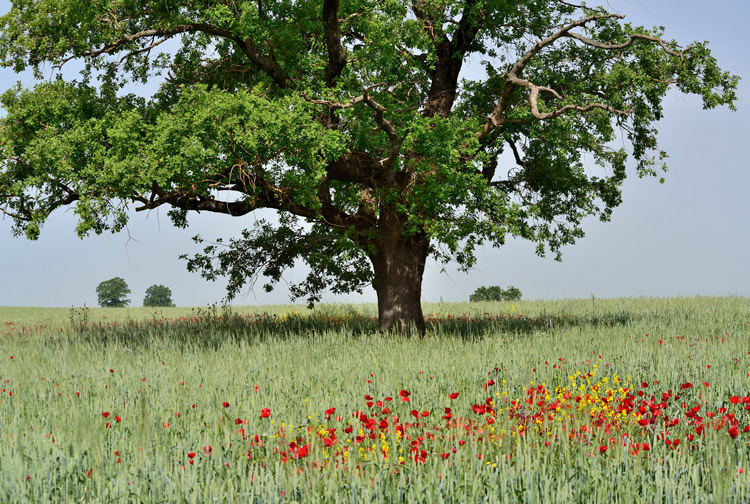 Фото: Эмиль Халилов