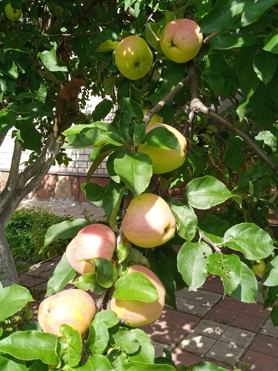 Яблоки в моем саду сегодня 19 августа