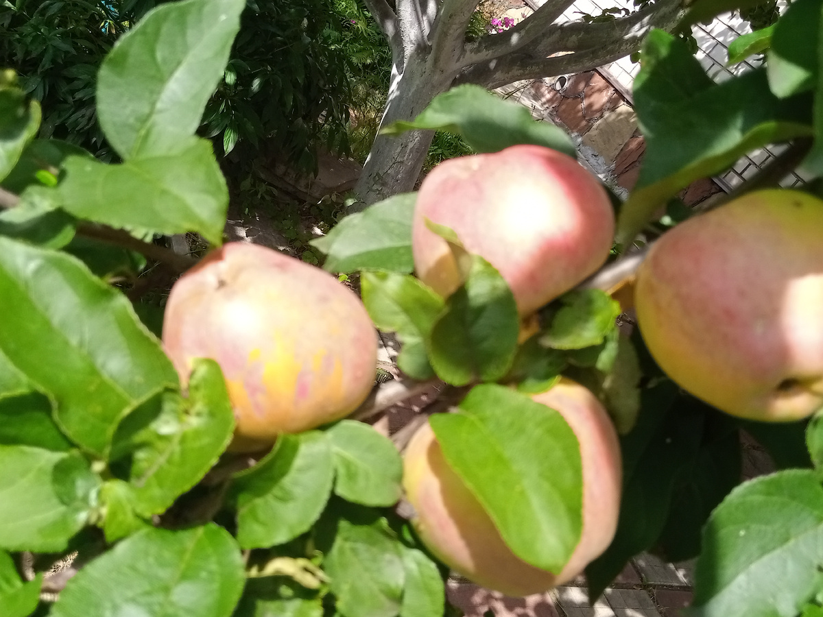 Яблочки к празднику! 