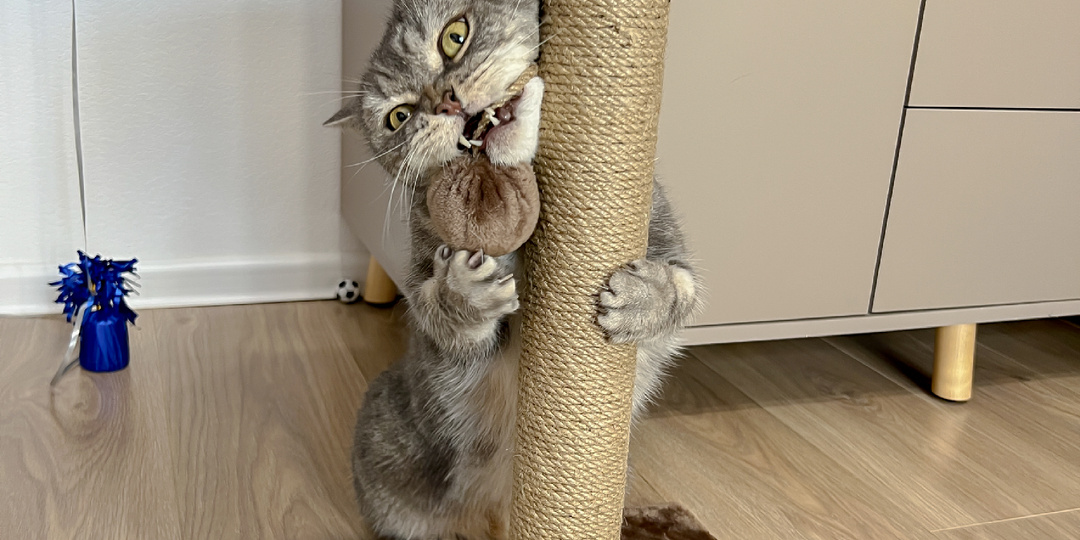 5 вещей, которые действительно нужны вашей кошке