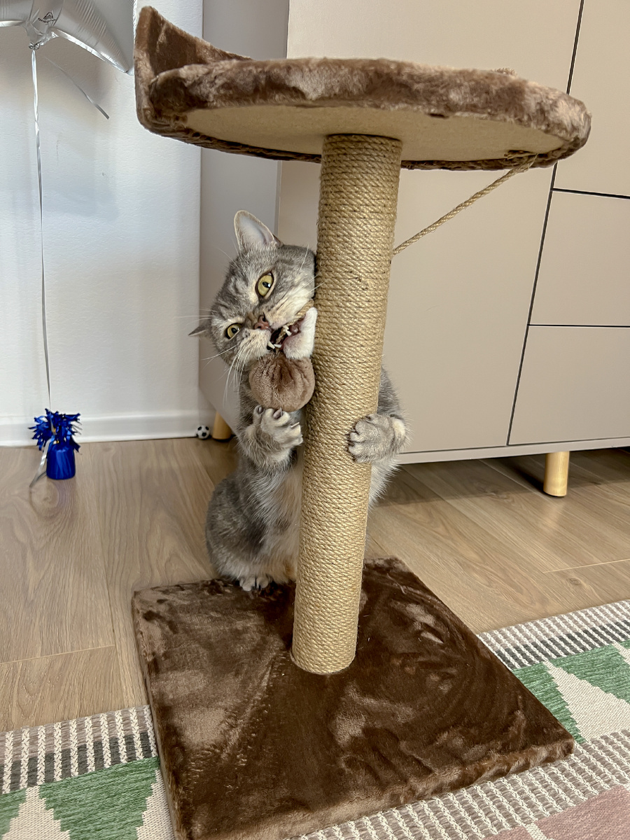 Котик Бэнни и когтеточка в форме столбика 