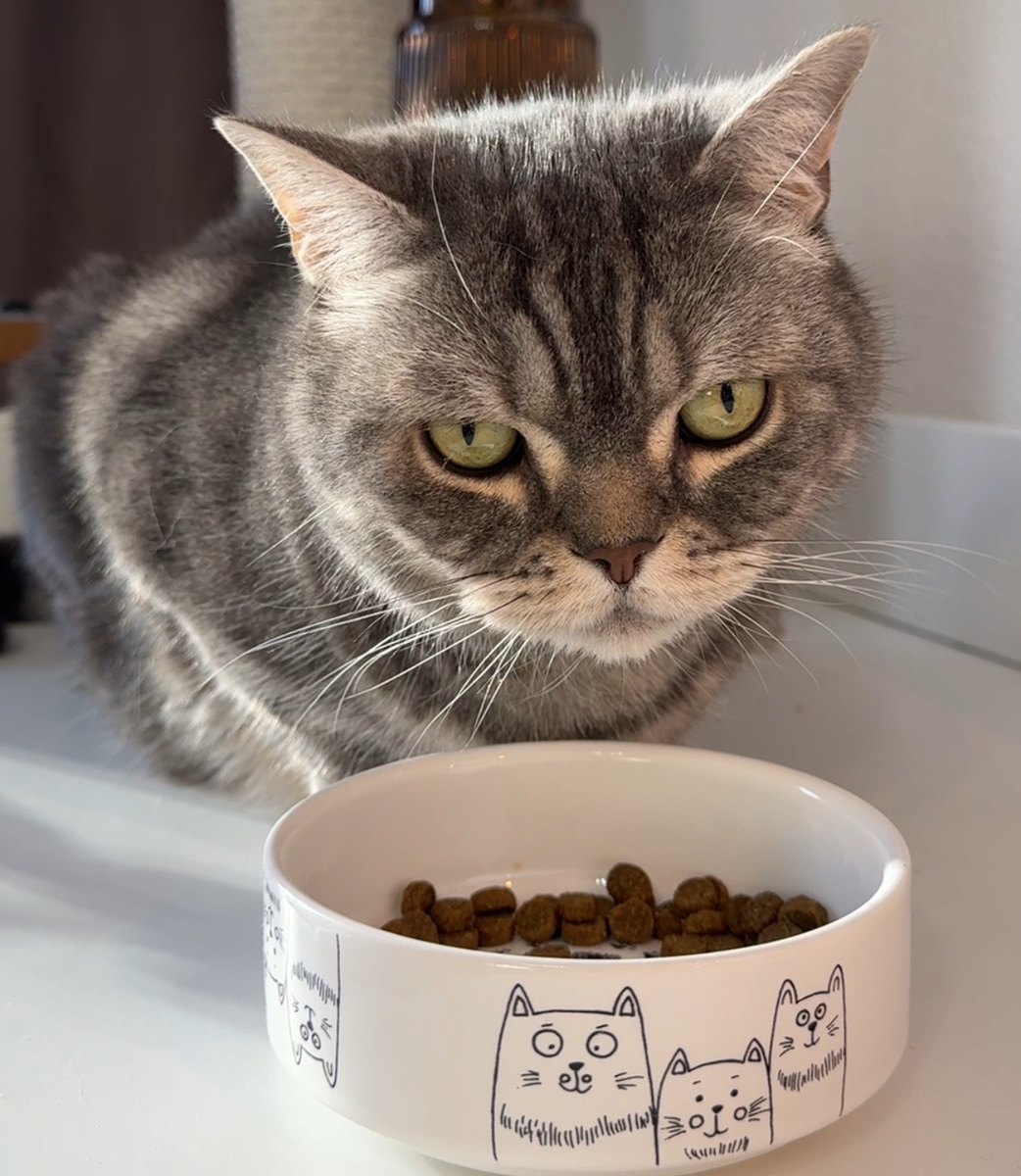 Котик Бэннии кушает из миски 