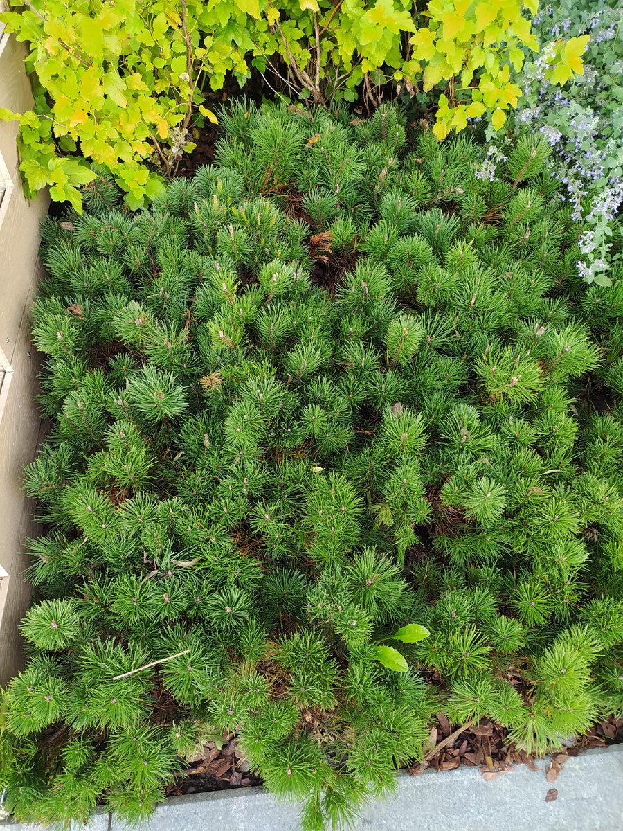  Посадки на набережной 