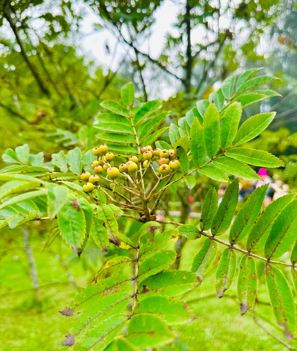 Рябина Амурская. Личное фото 