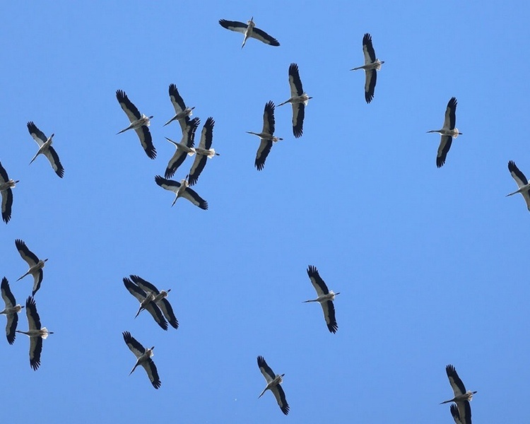     В Курской области над заповедником кружили 105 аистов