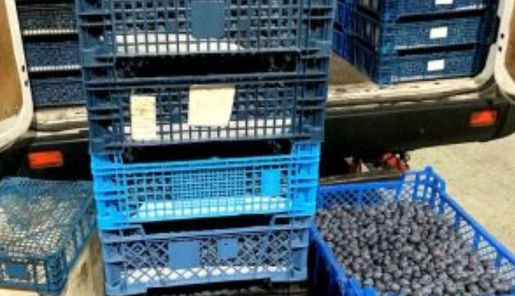    Фото: Управление Россельхознадзора по Брянской, Смоленской и Калужской областям