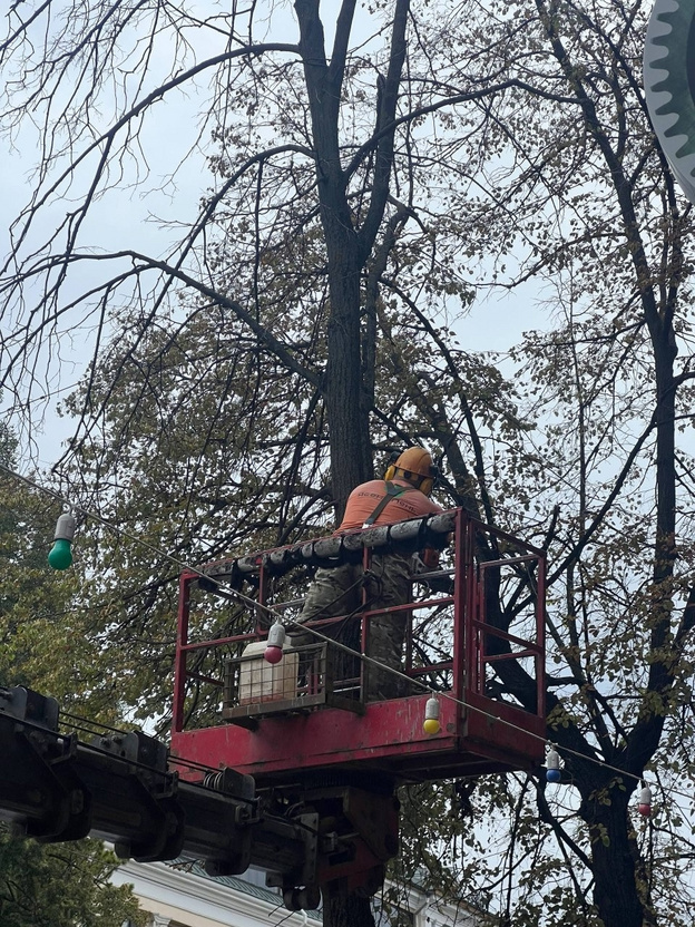    Липа у КРИНа пошла под топор