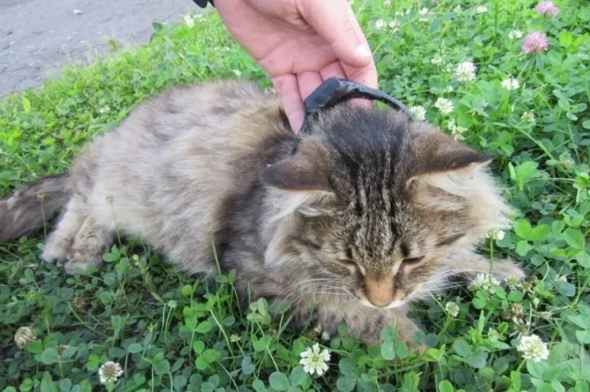    В Нижегородской области поймали кота, несшего наркотики в колонию