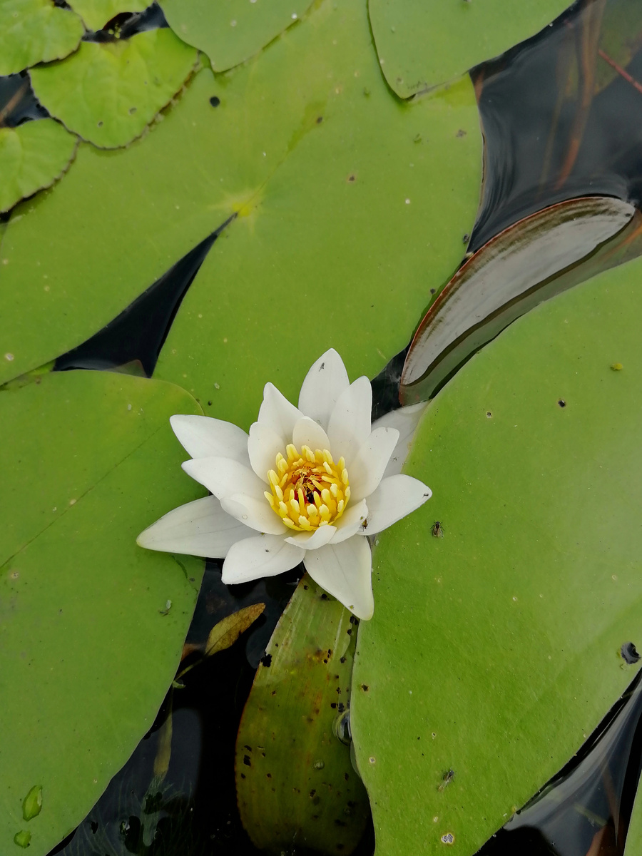 На этом фото лилия, которая не лилия, а кувшинка белая, или нимфея.