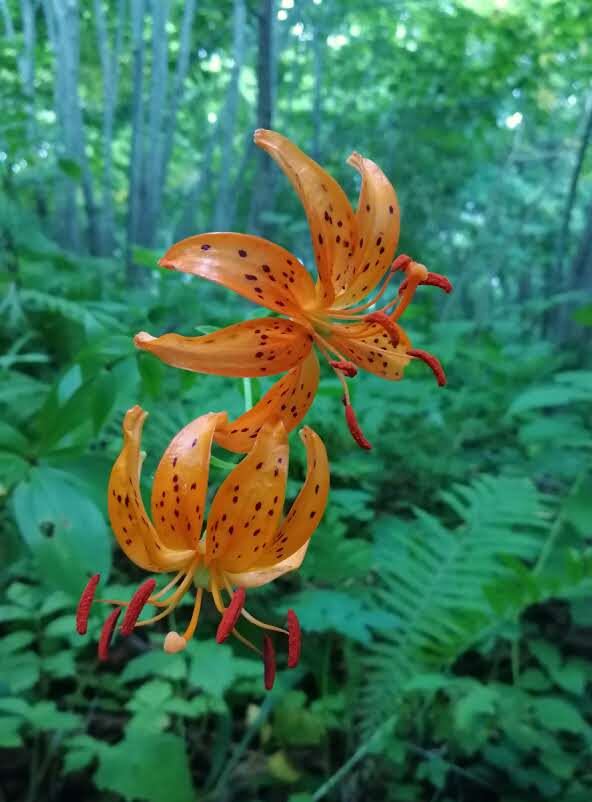 Вот это другое дело. Дикая лесная лилия. Боюсь неверно дать ей название. 