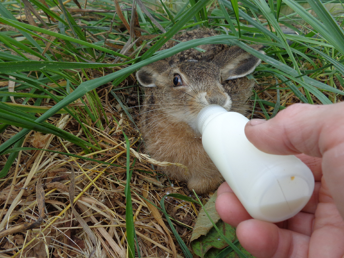Зайчата только на период выкармливания становятся привыкшими к людям, но переходя на взрослую пищу быстро дичают