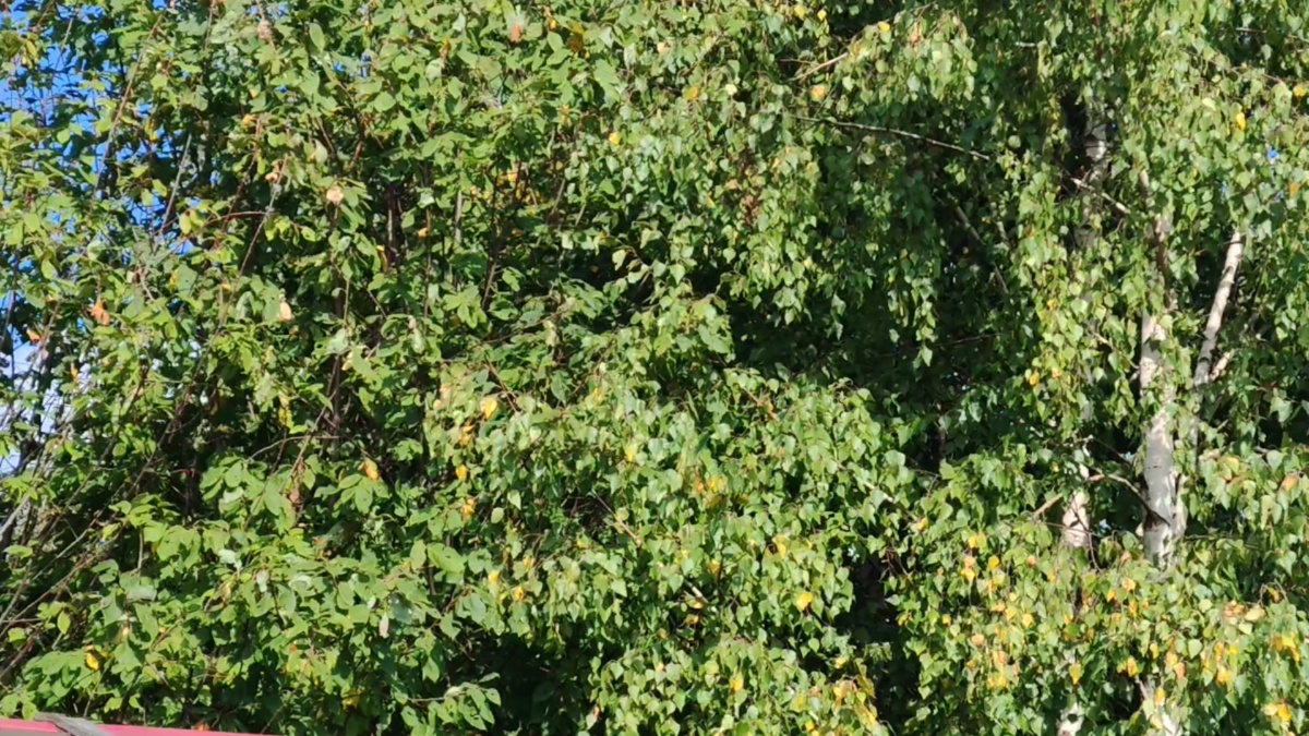 Фото  автора