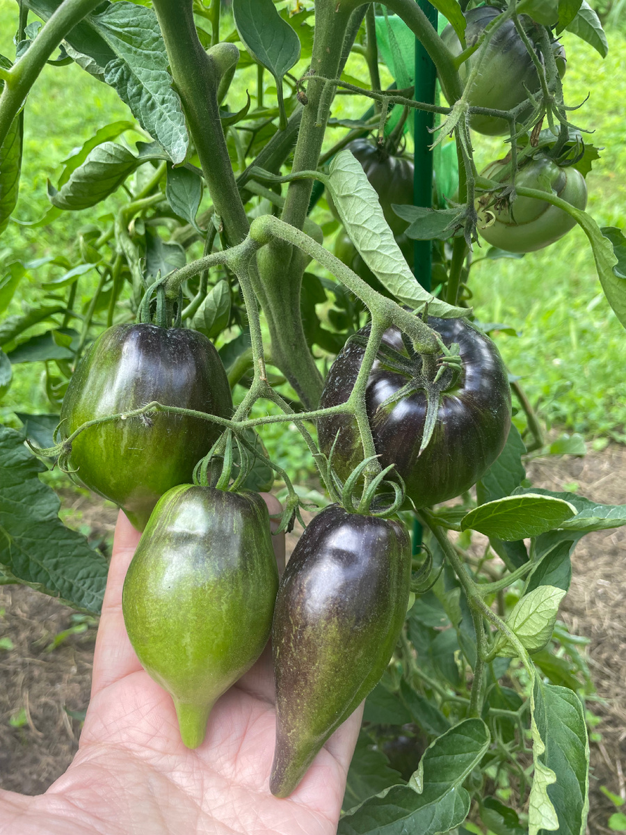 Первая кисть 