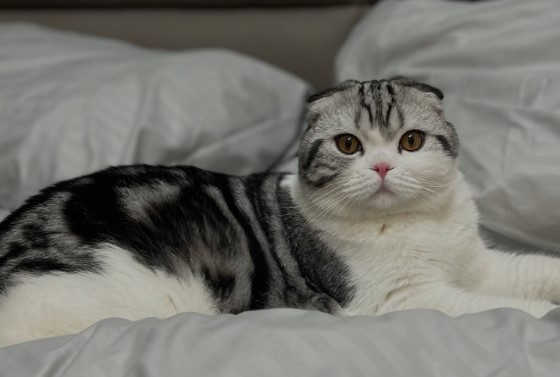 Фото: соцсети, аккаунт владелицы кота