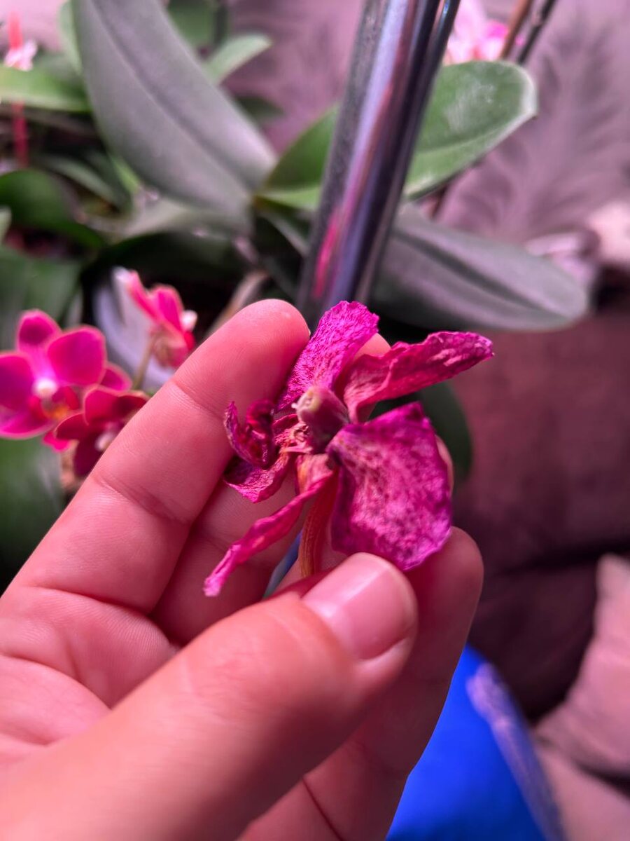 Дикий кот отсушил коробочку