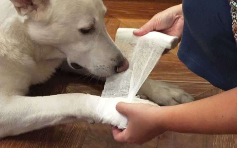 Лето - это маленькая жизнь! Собачья шапка...