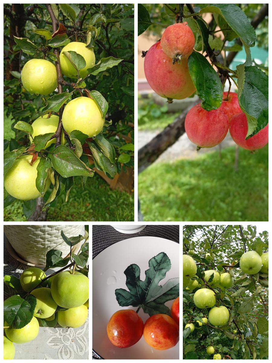 Яблочки наши садовые.