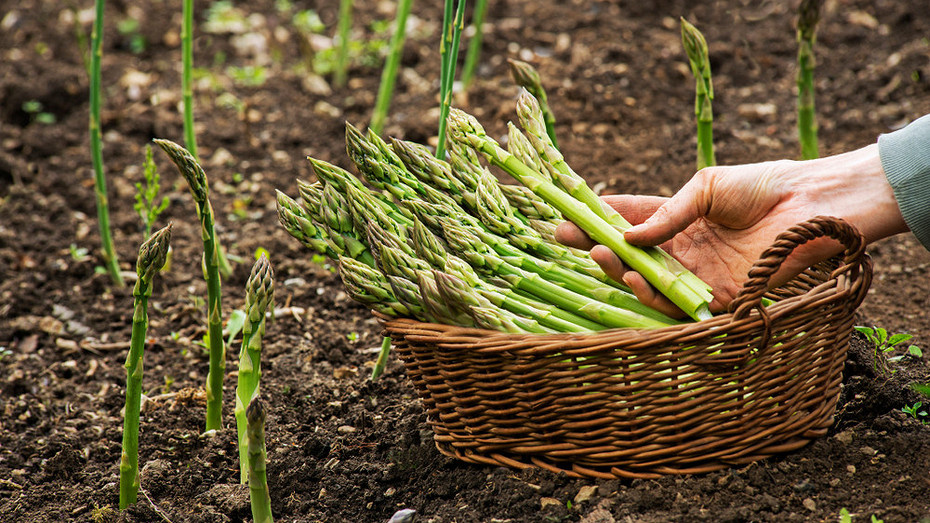 ShutterStock/Fotodom.ru