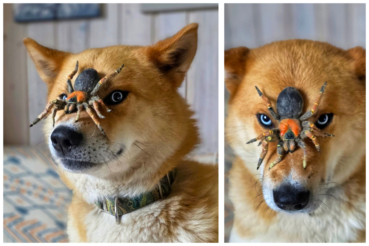 Паук сделан мною, не живой😅