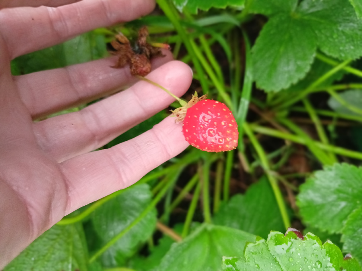 Последняя ягодка.