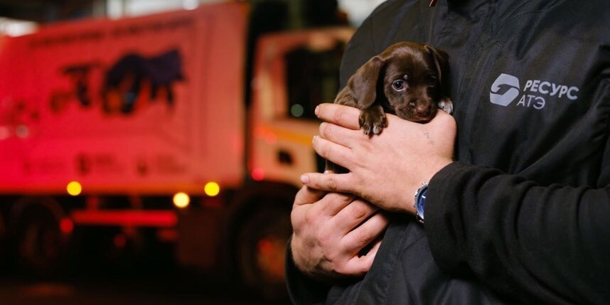    Хвостатый работник по кличке Фредпресс-служба компании "Первый Спецтранс"