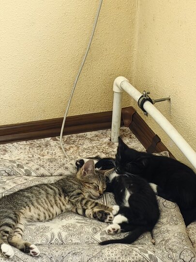    пресс-служба компании "Первый Спецтранс"