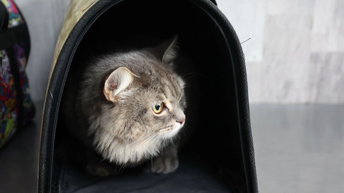    Фото: Андрей Ткачёв/«Ямал-Медиа»