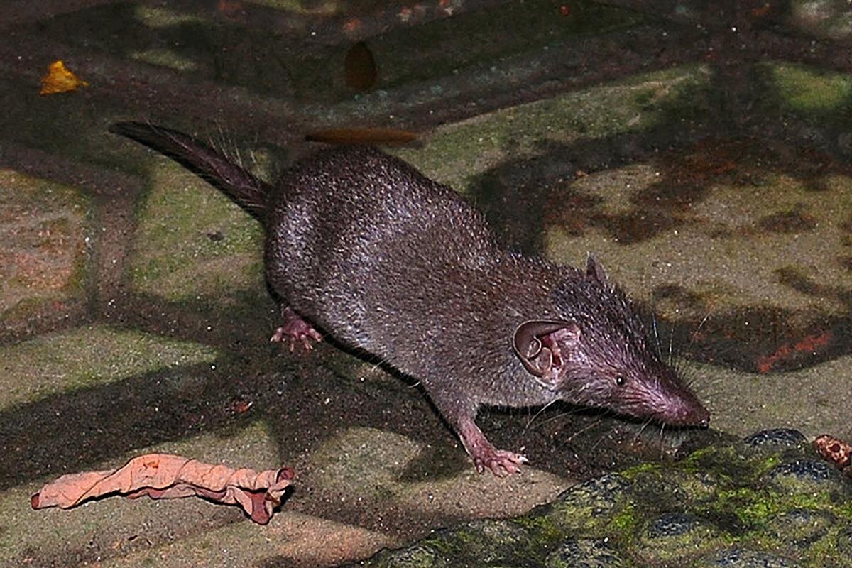 Public Domain / Wikimedia Commons📷Вытянутая мордочка отличает чучундру от других зверей