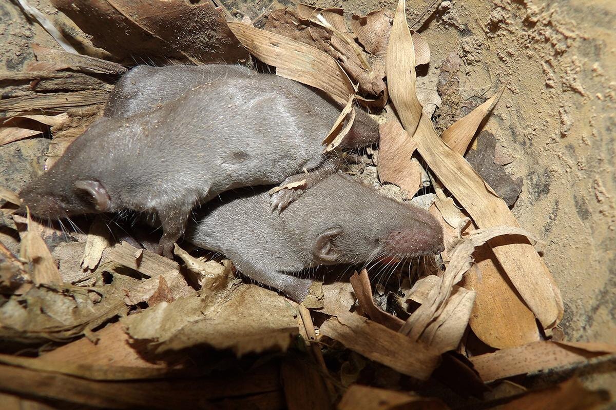 Hank Asia / Shutterstock / FOTODOM📷Молодая особь чучундры