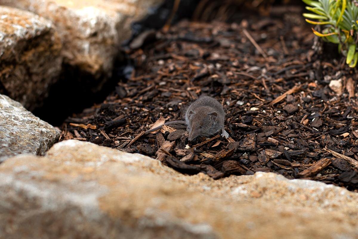 Matemato / Shutterstock / FOTODOM📷Вес чучундр не превышает 150 г