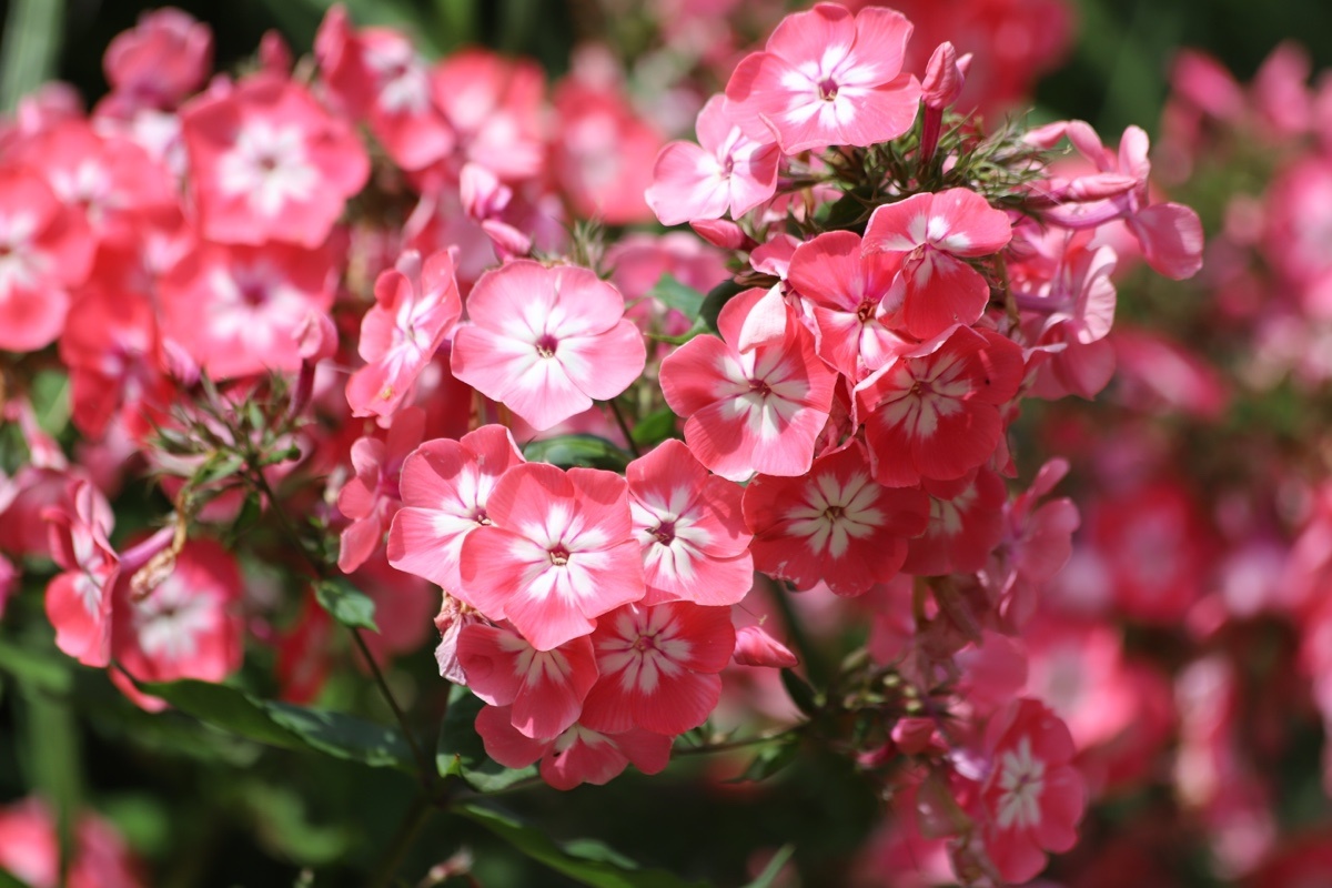 Kabar / Shuttersock / FOTODOM📷Некоторые виды флоксов отличаются яркой расцветкой