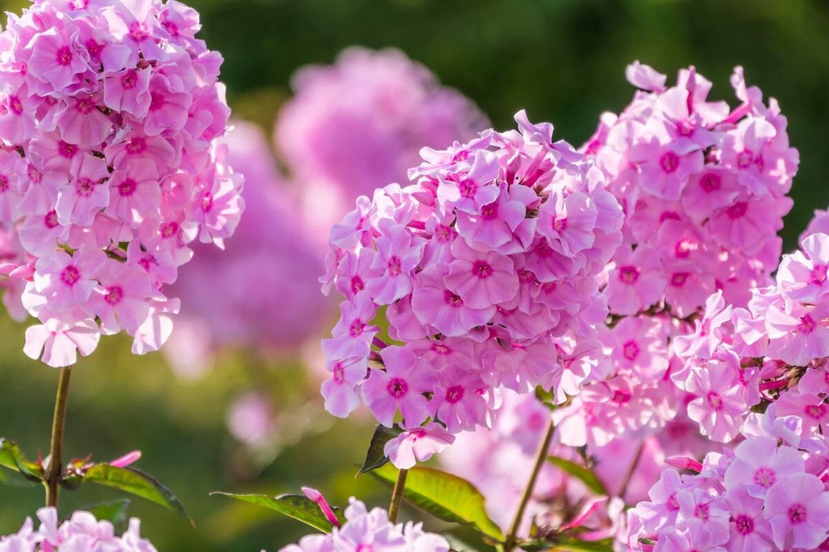 Dark_Side / Shuttersock / FOTODOM📷Цвет флоксов варьируется от белого до фиолетового