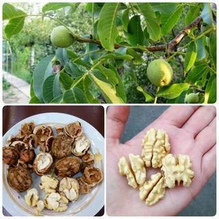 Грецкий орех молочной спелости. Фото из интернета