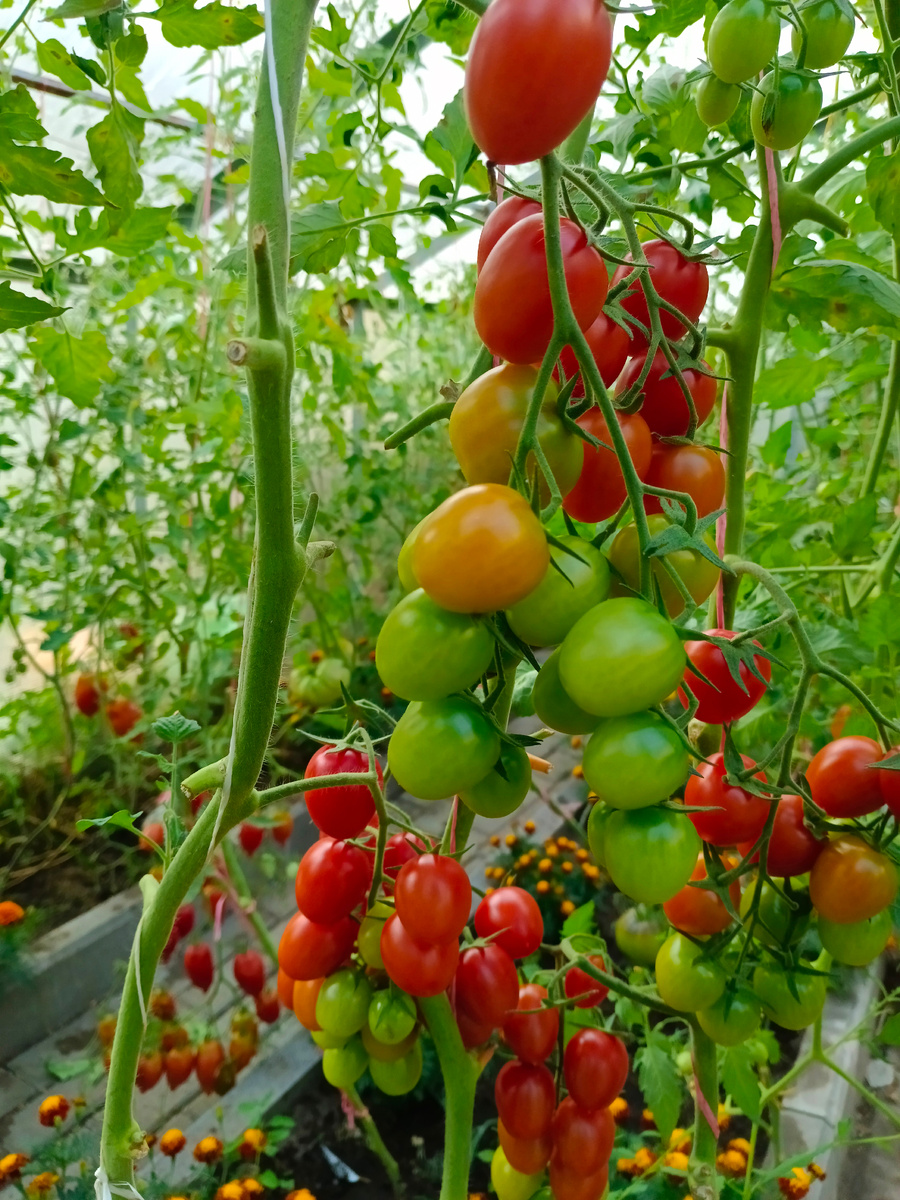 Красавцы в теплице.