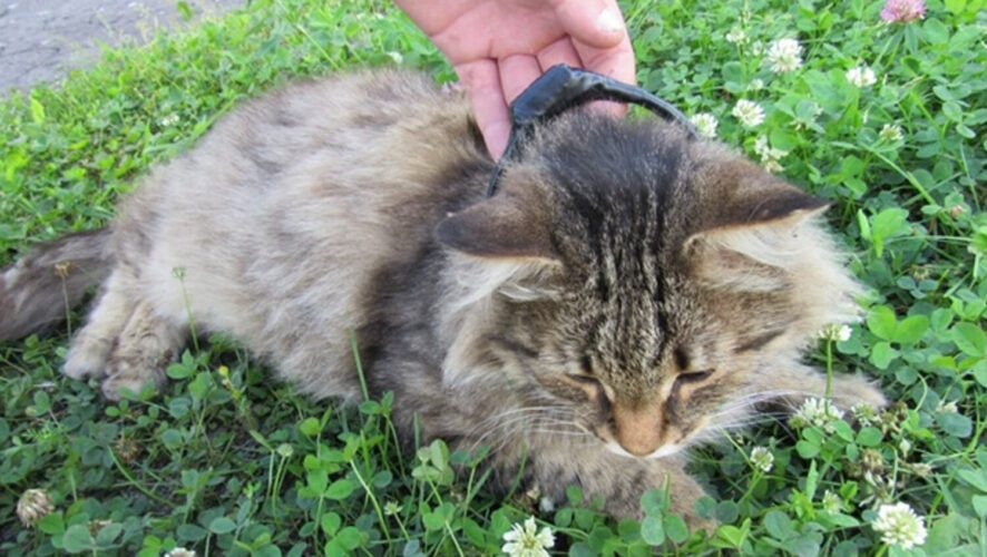    Фото: ГУФСИН России по Нижегородской области/VK