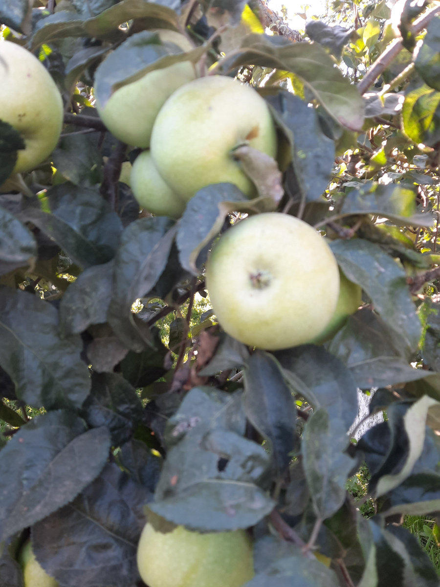 Симиренко. Фото автора 