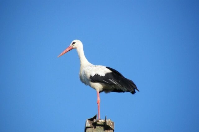    На Руси 20 августа особенно внимательно наблюдали за аистами. Фото: АиФ/ Сергей Прохоров