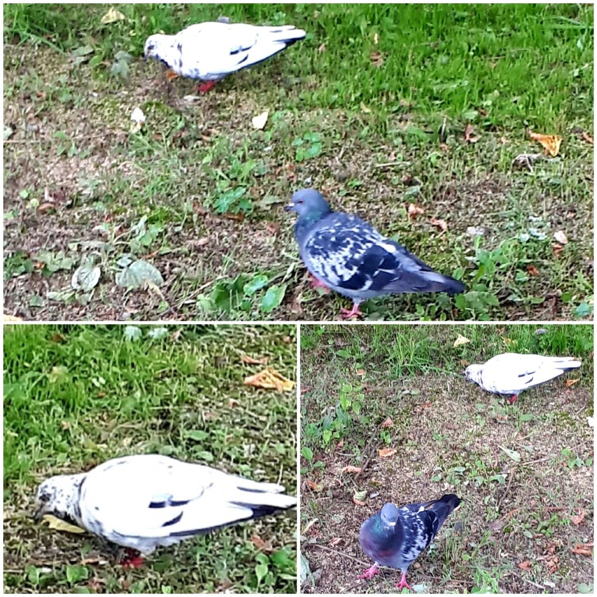 Коллаж автора статьи 19.08.2025г.