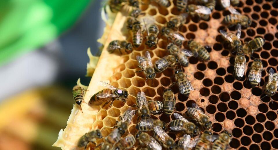    Медиаархив МО