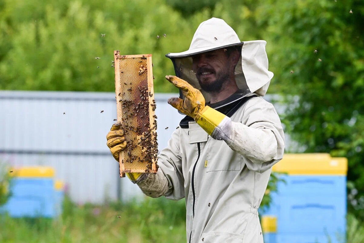    Павел Ильин на пасеке с пчелами. Фото: "Республика"/Сергей Юдин