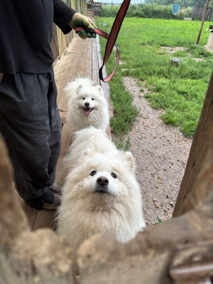 Баффи и Чуча