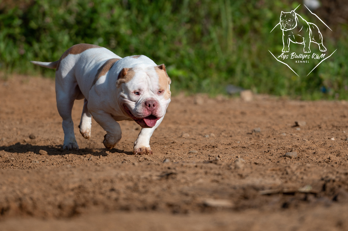 Aysbullyes Tik Tok, 3 года Американский булли