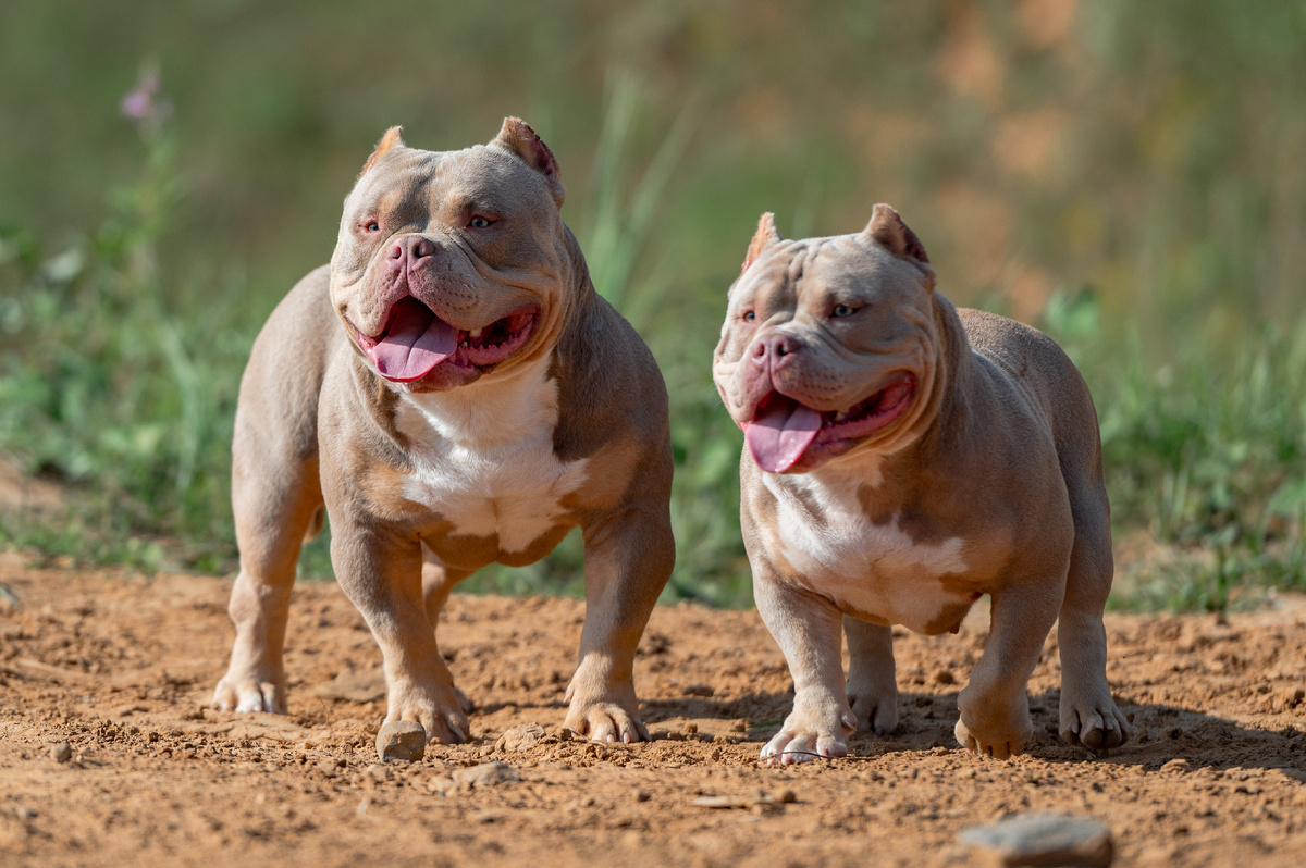 Американские булли Aysbullyes Magic и Aysbullyes Gretta? 13 месяцев