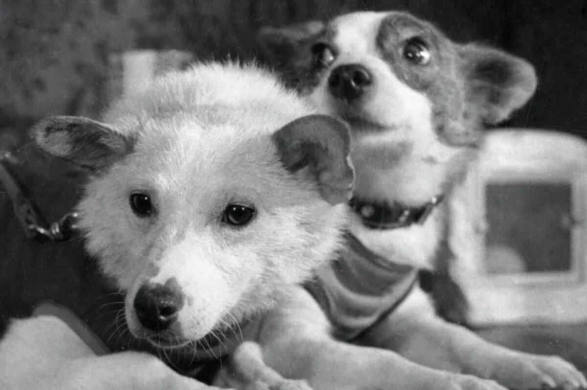    Академик Железняков объяснил, почему собак перестали отправлять в космос