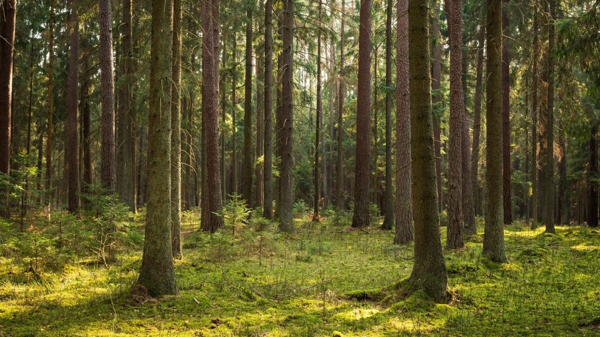    Фото: Szczepan Klejbuk/Shutterstock/Fotodom
