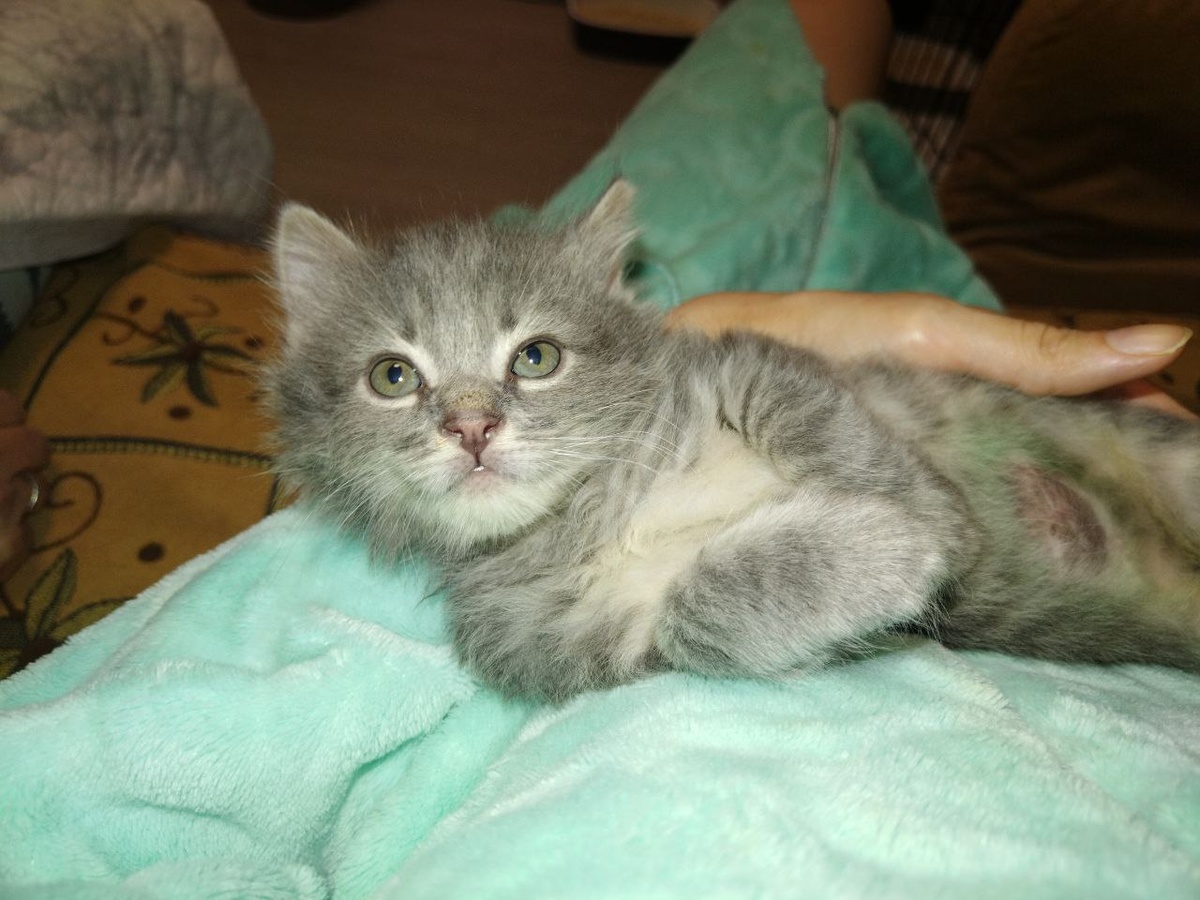 Васенька готов всю ночь охранять хозяйский сон, отгоняя злых духов, как и полагается, громкими звуками