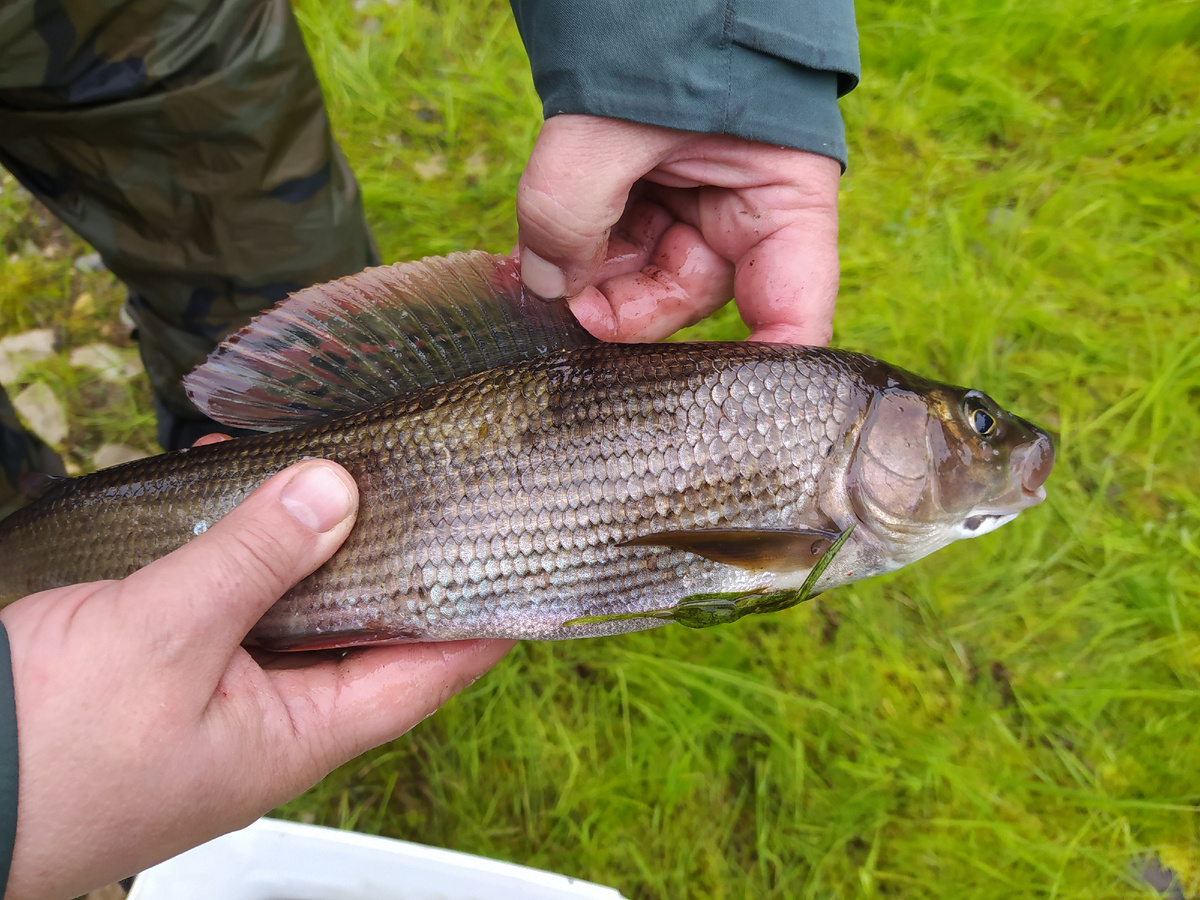 Хариуса узнают по огромному спинному плавнику