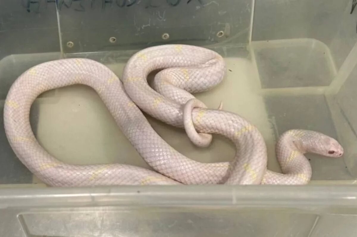    В Петербурге изъяли травмированных змей с нелегальных показов