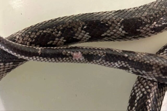    Повреждение чешуи змеи Фото: Прокуратура Санкт-Петербурга/ Прокуратура Санкт-Петербурга